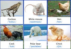 Nama binatang dalam bahasa inggris beserta gambarnya 