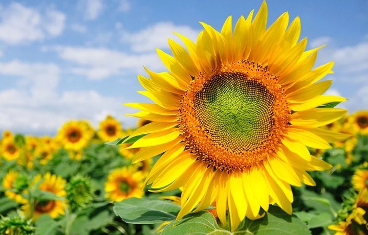 Report Text About Sunflower